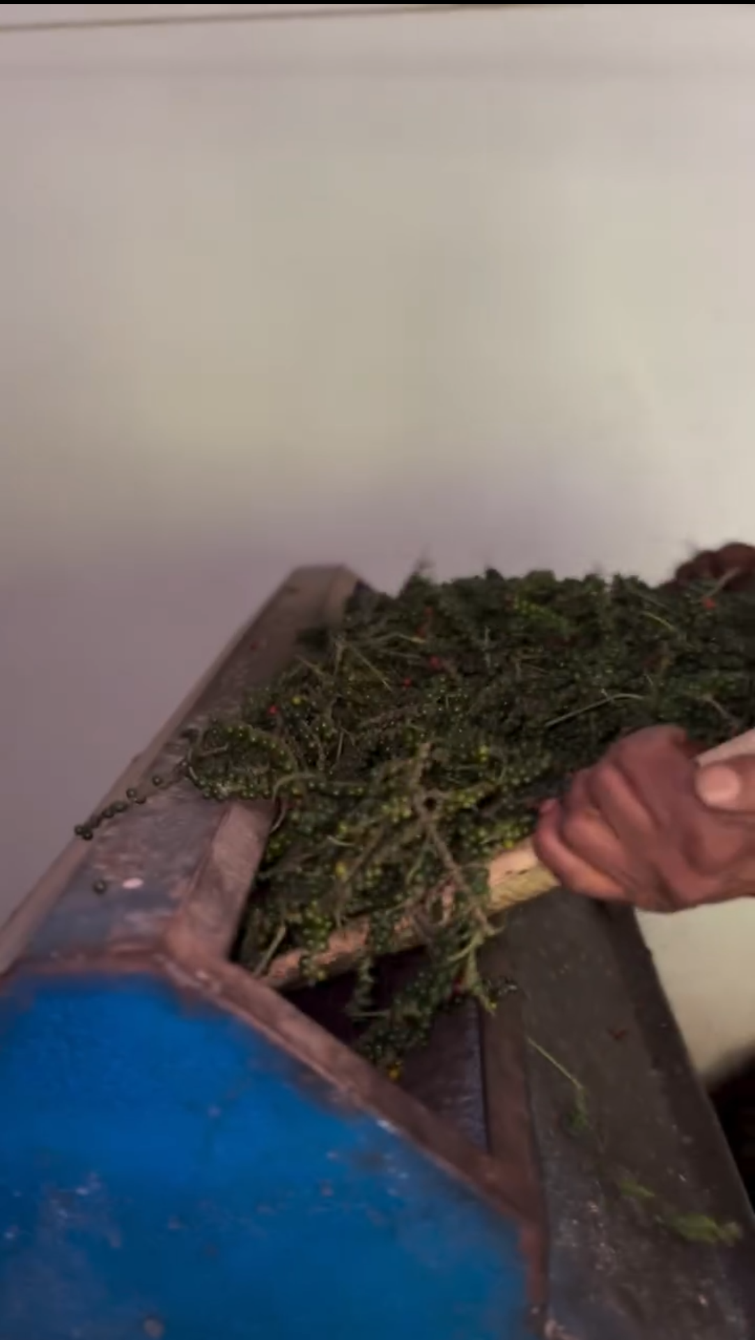 Pepper stalks entering huller