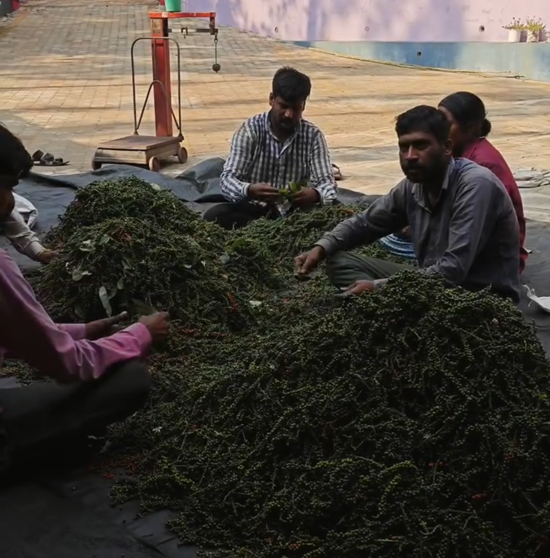 Stripping berries from pepper stalks