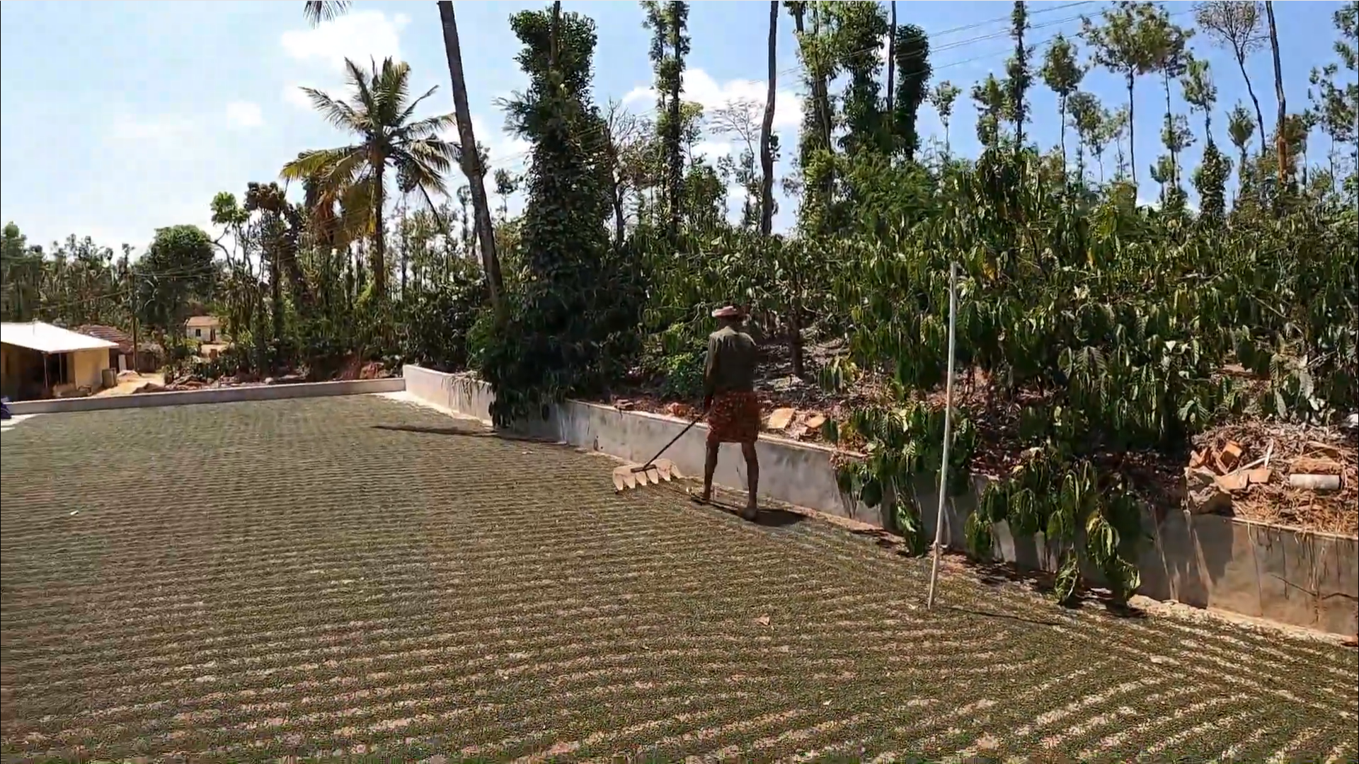 Raking pepper in sun drying yard