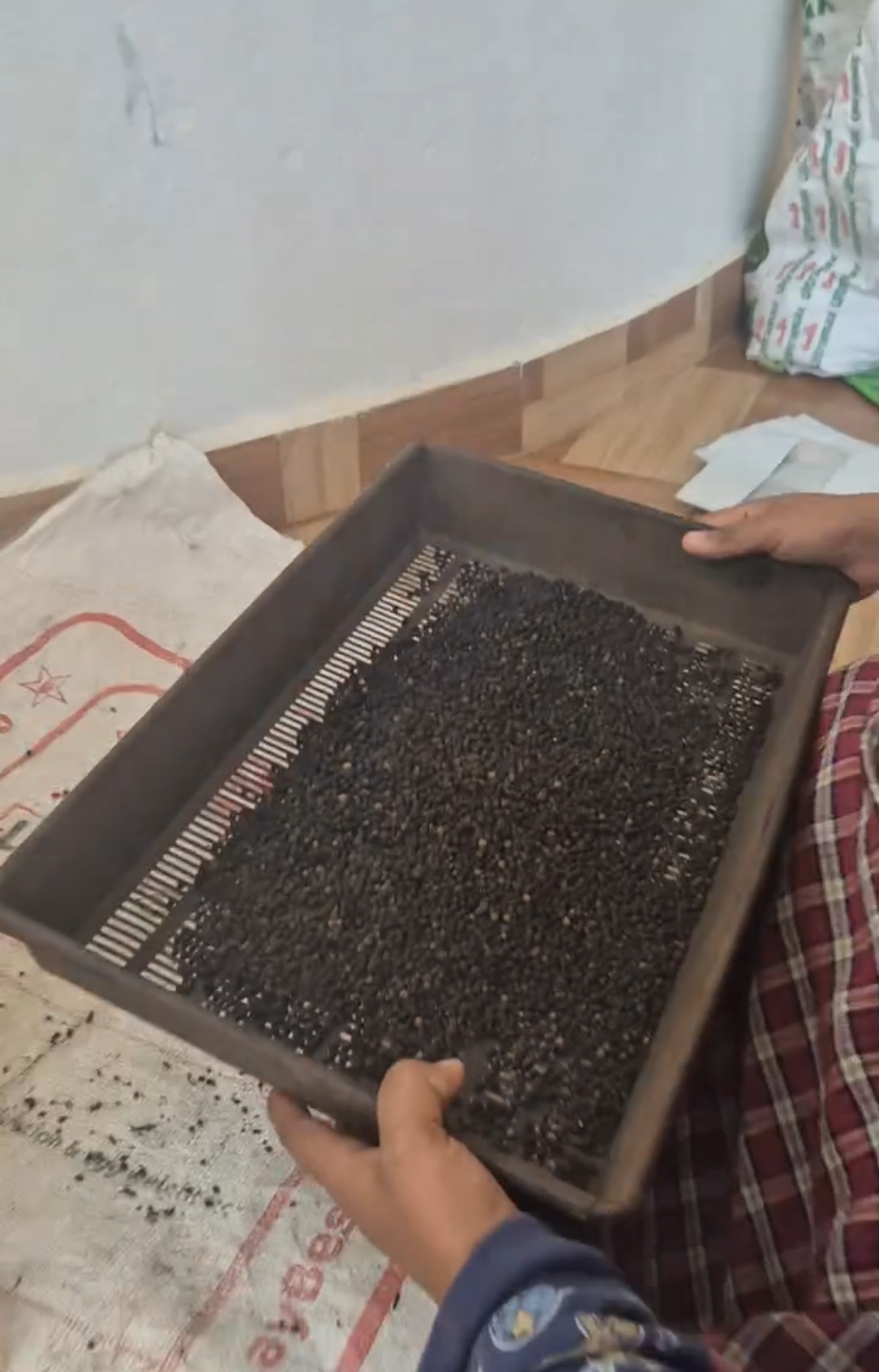 Traditional pepper winnowing with sieve