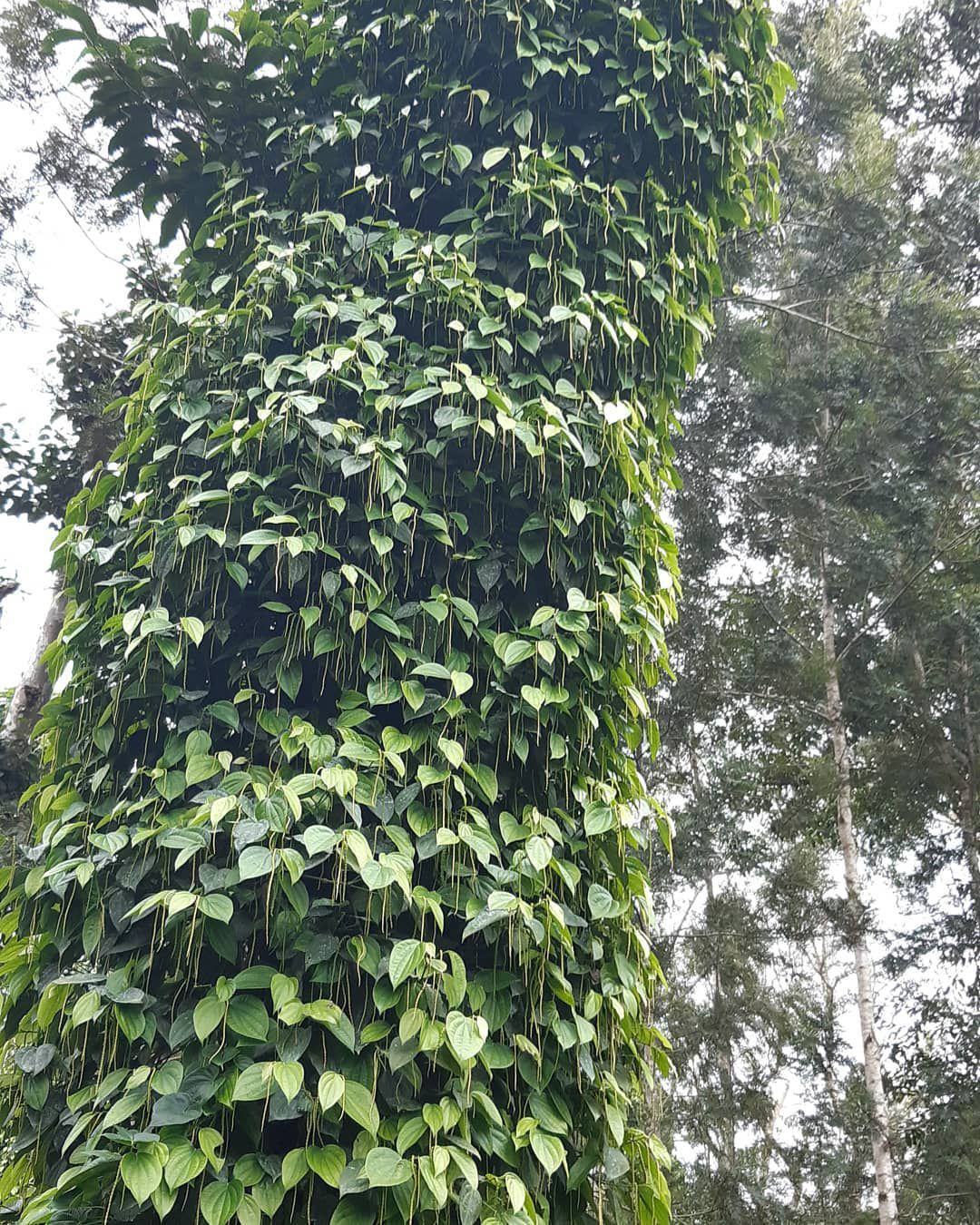 Pepper vine in vegetative growth stage