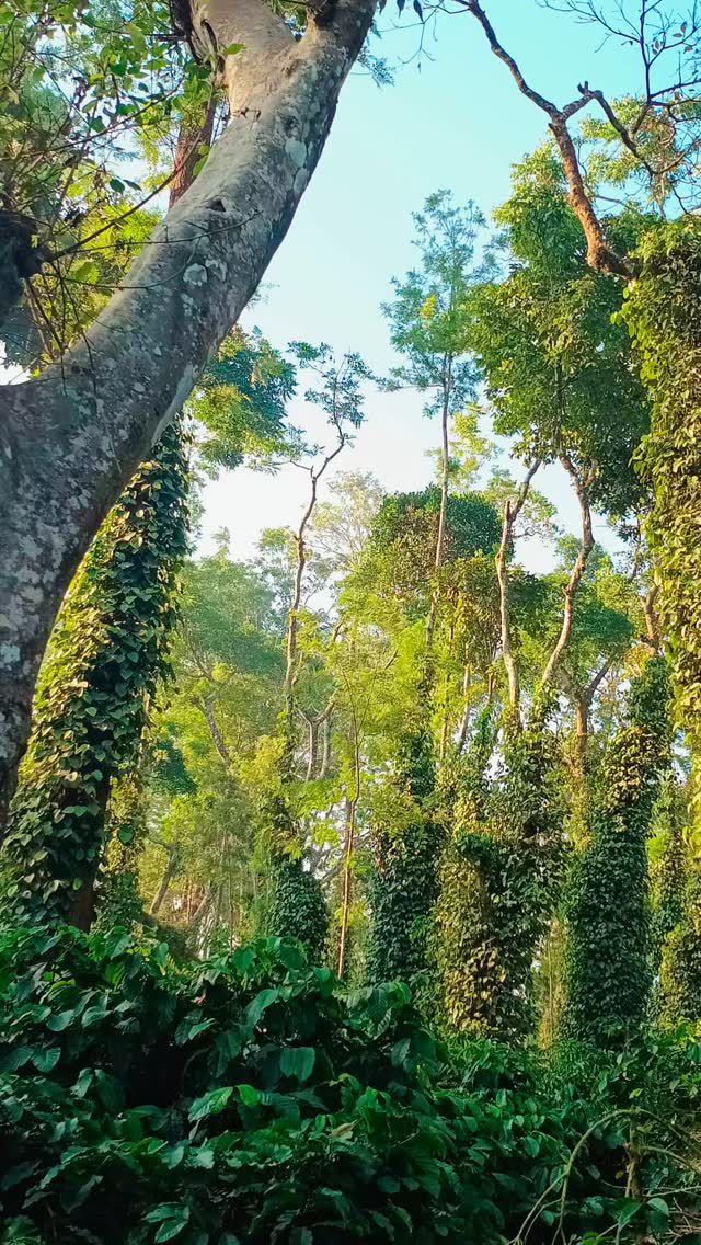 Pepper vines climbing tall trees against blue sky