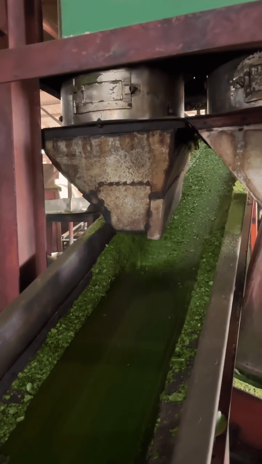 Cut tea leaves feeding process
