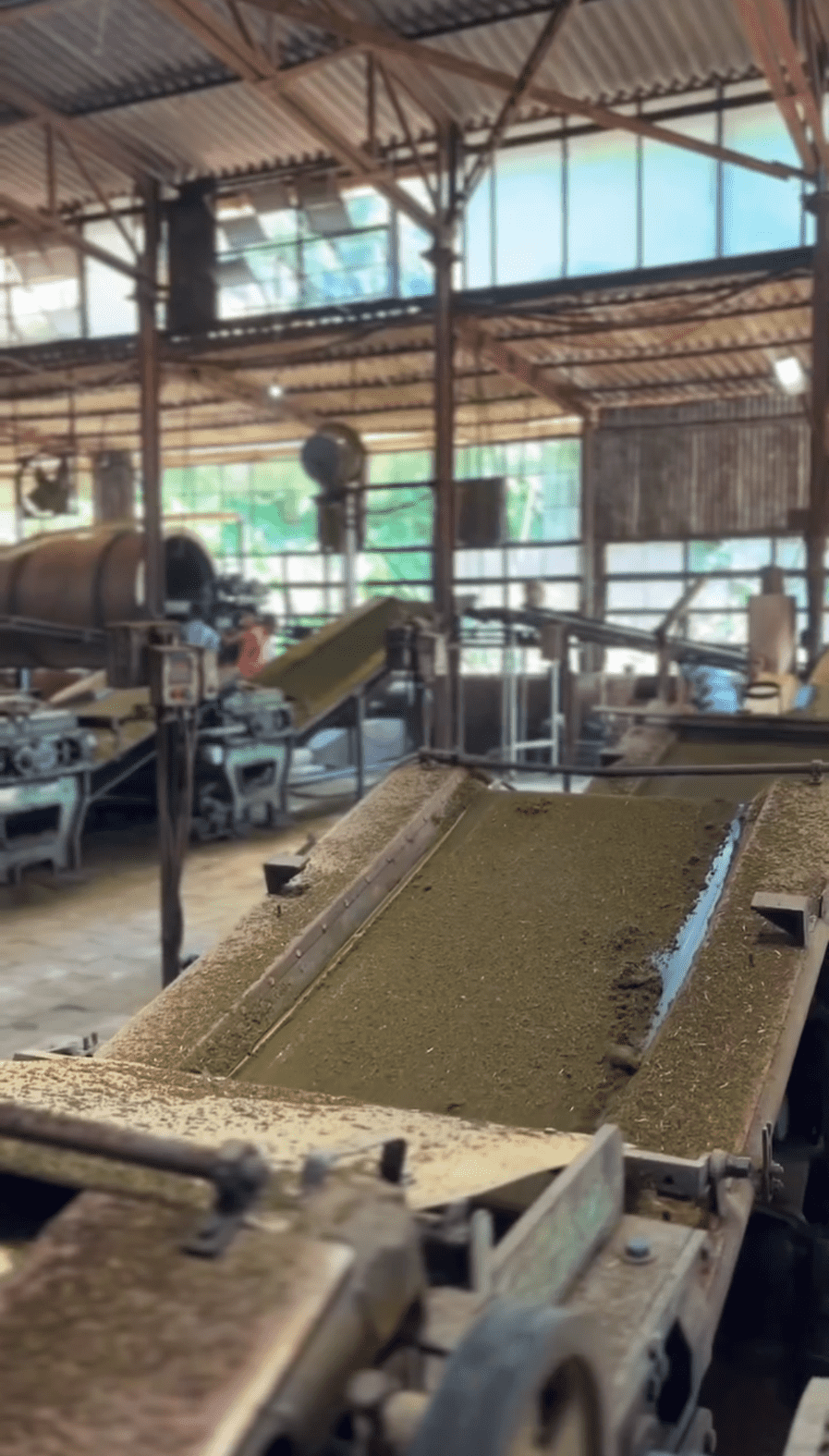 Tea fermentation and oxidation process