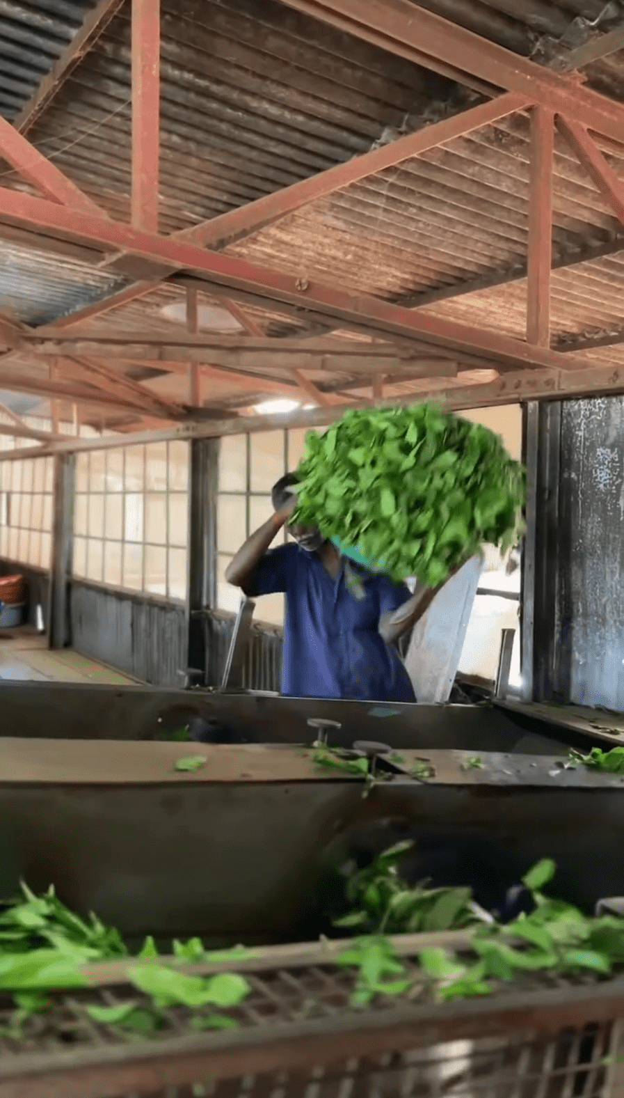 Loading fresh tea leaves for withering