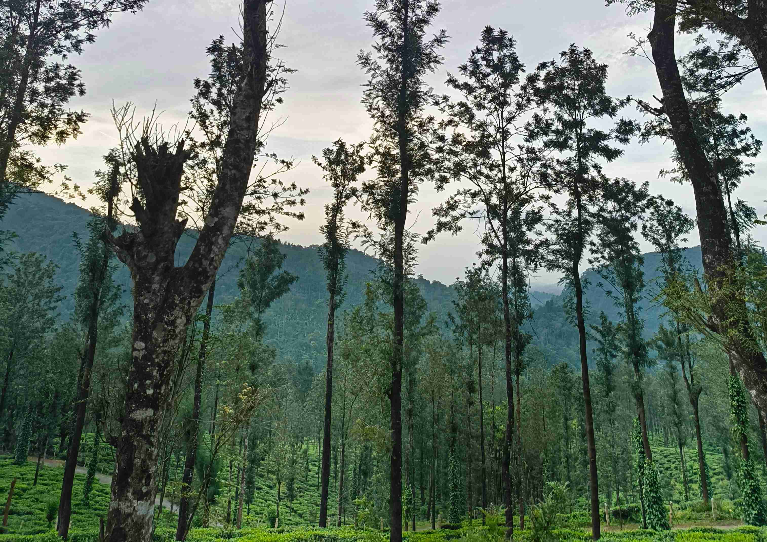 Tea plantation at dusk with mountains
