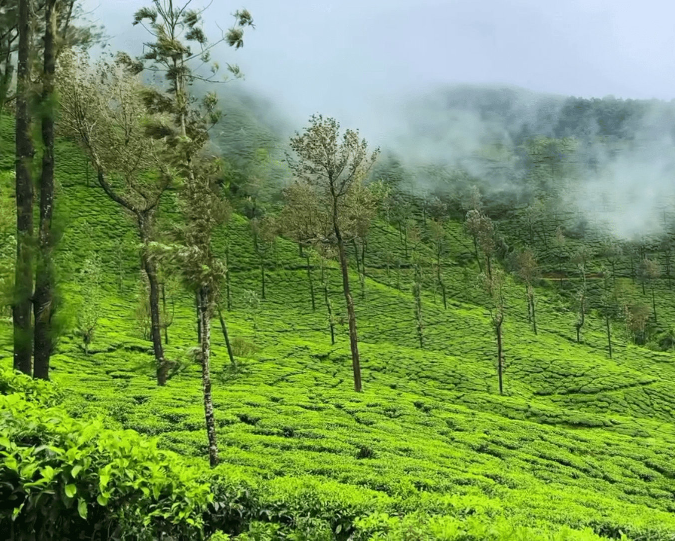 Misty hillside tea plantation