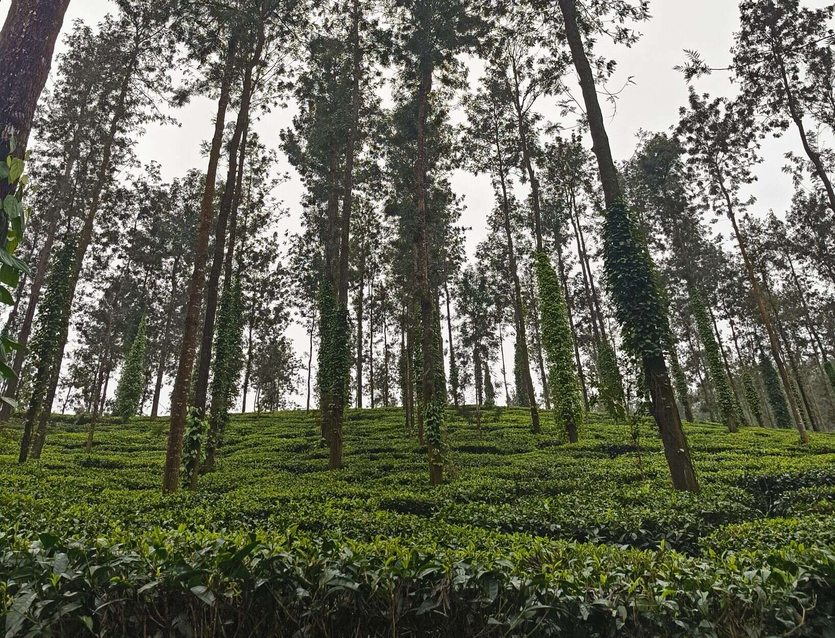 Tea plantation with tall shade trees