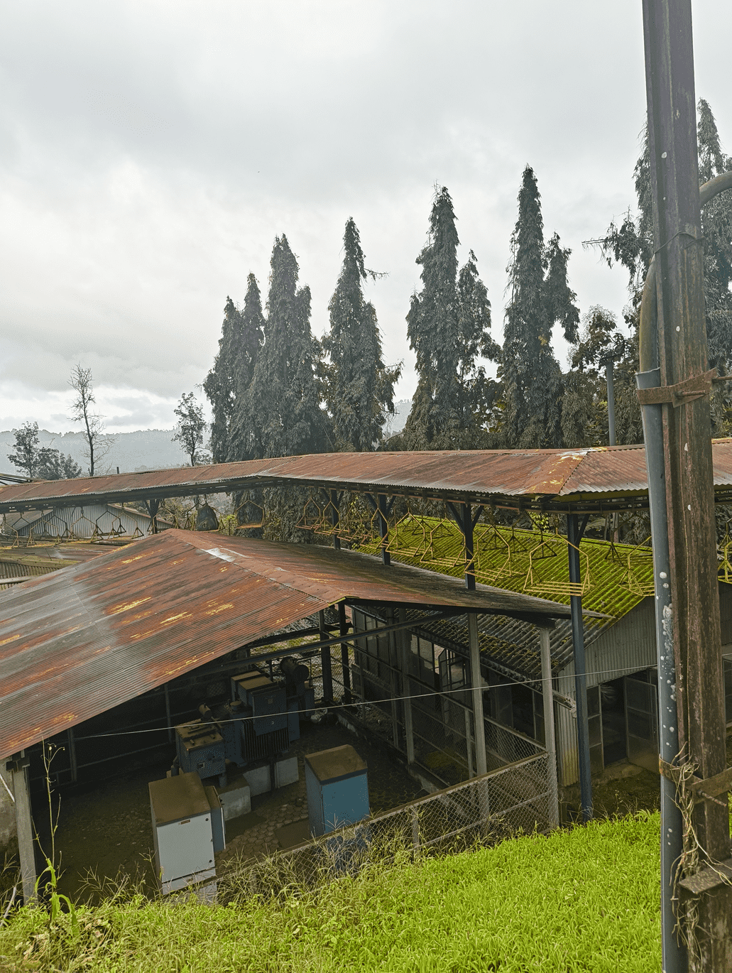 Withering green leaf bags