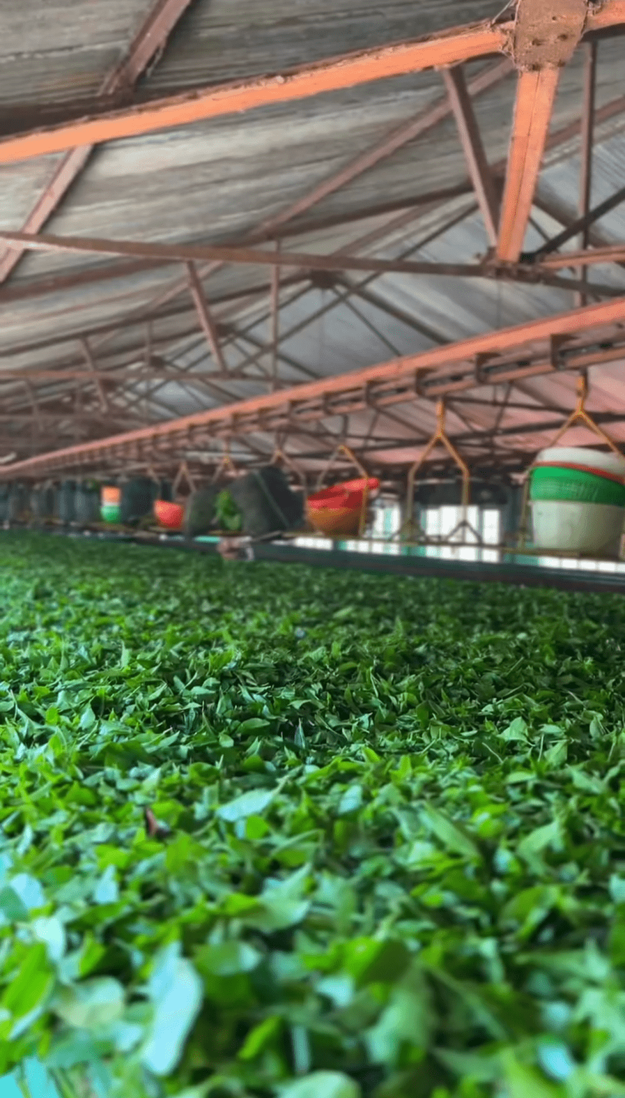 Tea withering on troughs