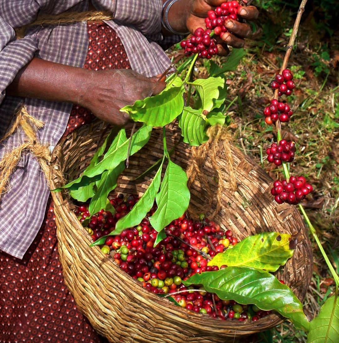 Coffee Harvest
