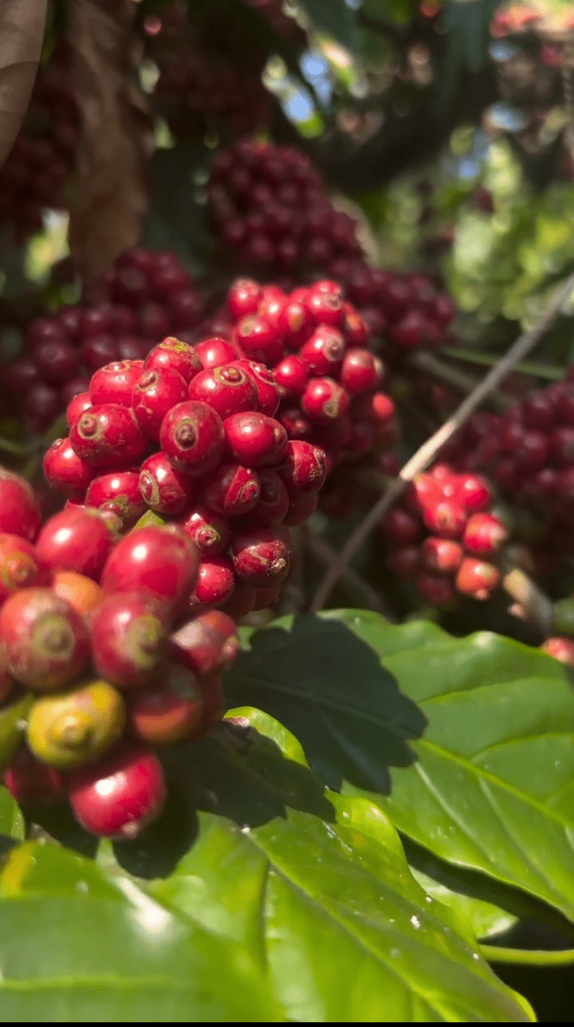 Coffee Cherry