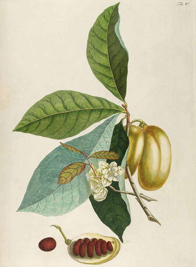 Botanical Drawing: Asimina triloba: the American papaw