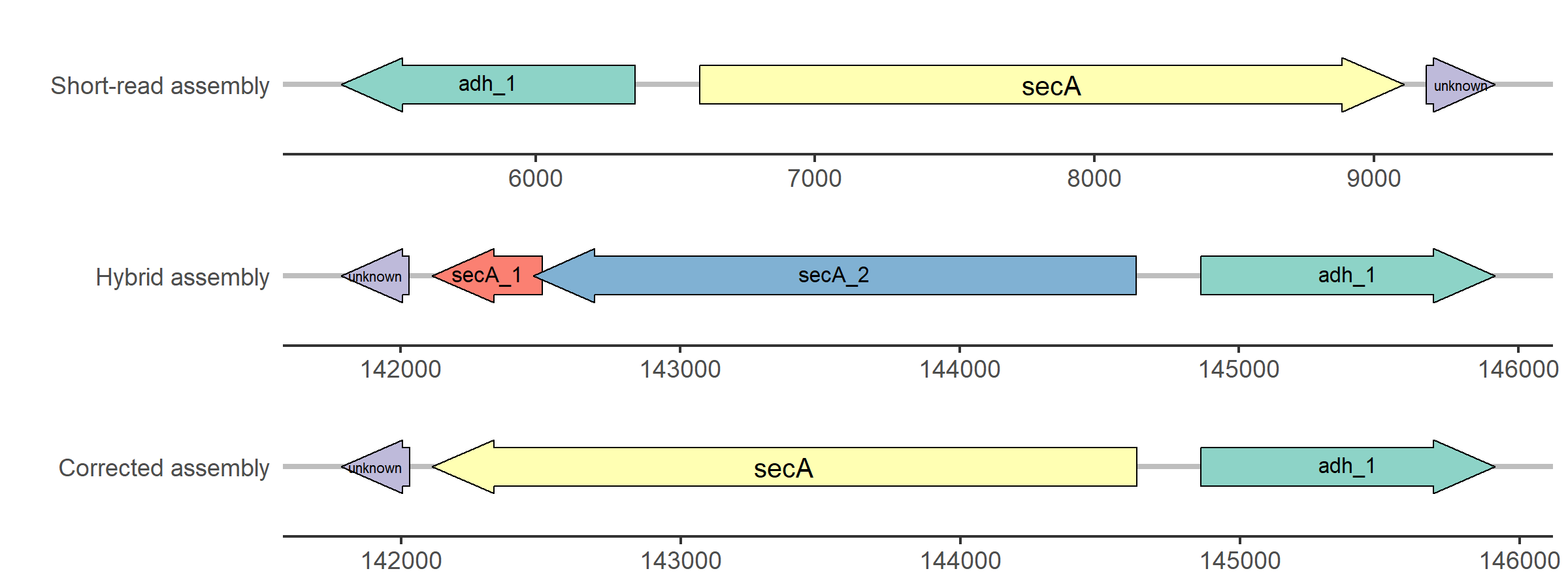 Simplified visualization of the update of the secA gene in strain 11DD0261.