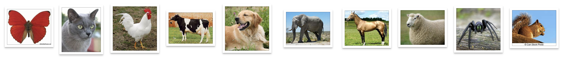 animals.jpg