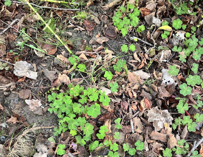 Woodsorrel needs protecting