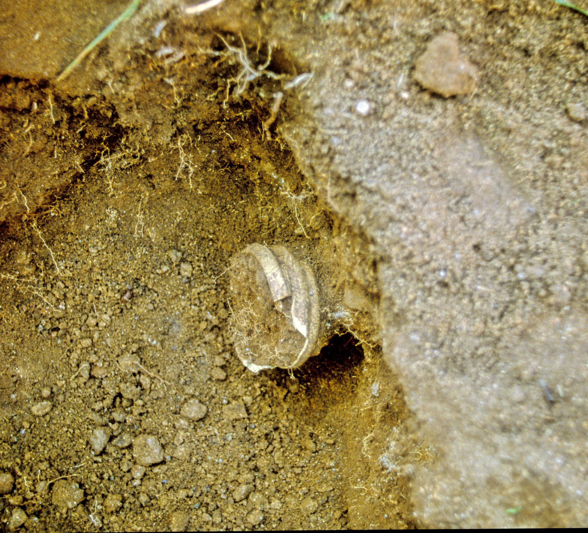 Photograph of the unearthing of a flower pot in the Throne Hall garden at Hadrian's Villa