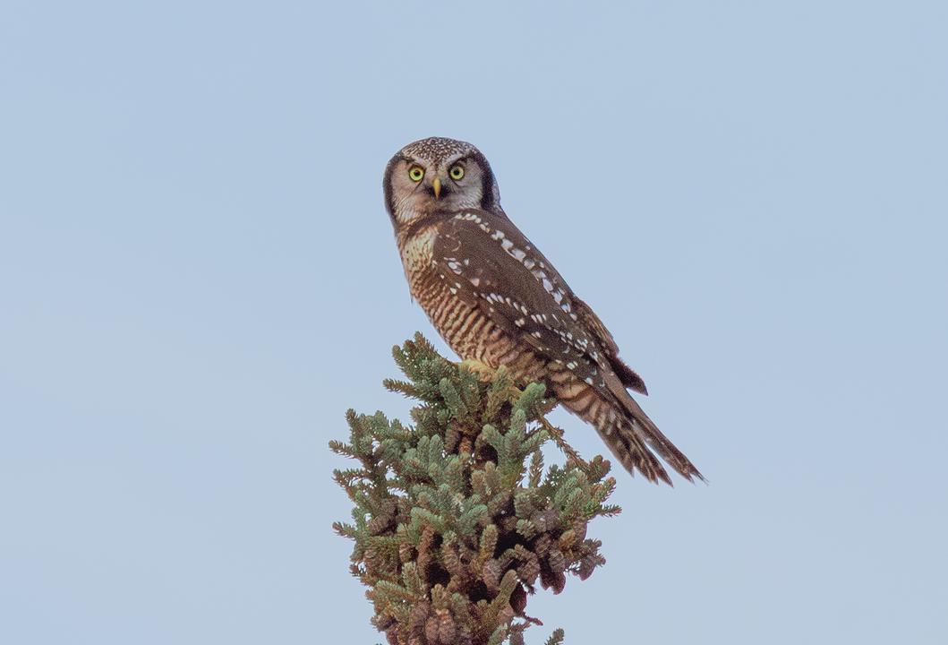 Northern Hawk Owl (Surnia ulula)