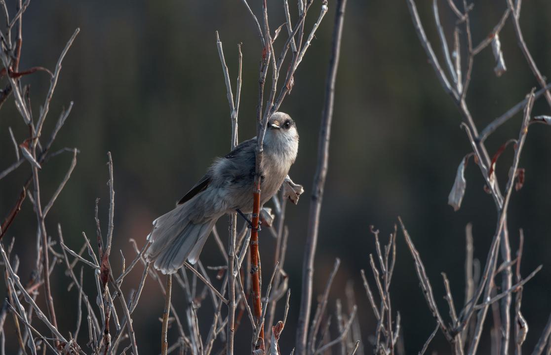 Canada Jay (Perisoreus canadensis)
