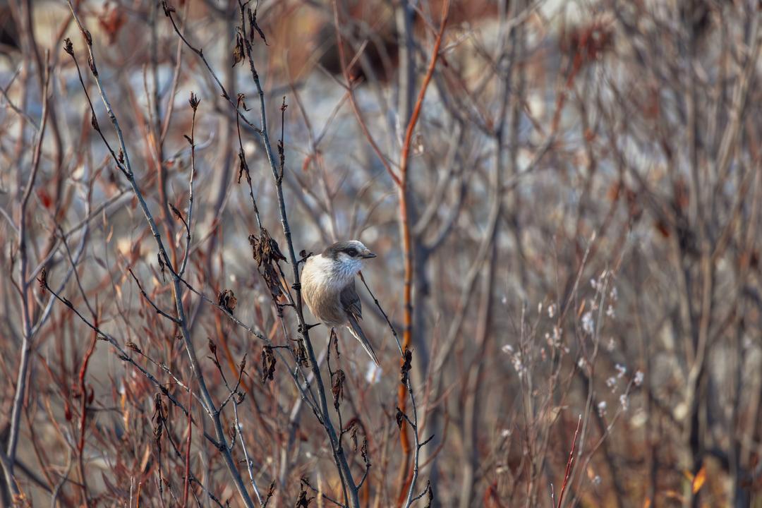 Canada Jay (Perisoreus canadensis)