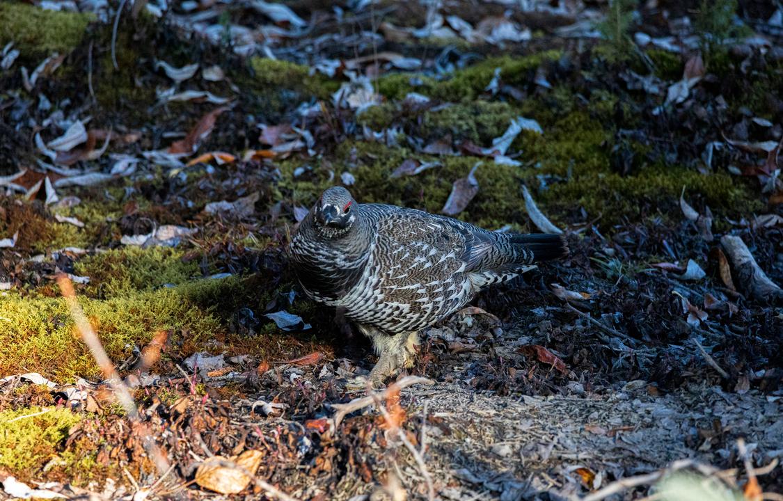 Spruce Grouse (Canachites canadensis)