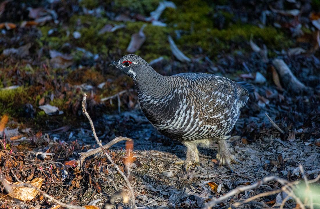 Spruce Grouse (Canachites canadensis)