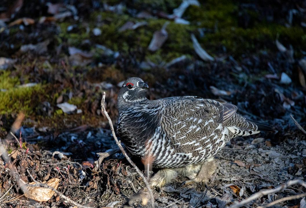 Spruce Grouse (Canachites canadensis)