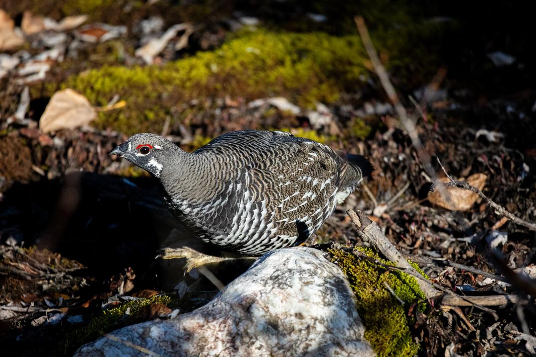 Spruce Grouse (Canachites canadensis)