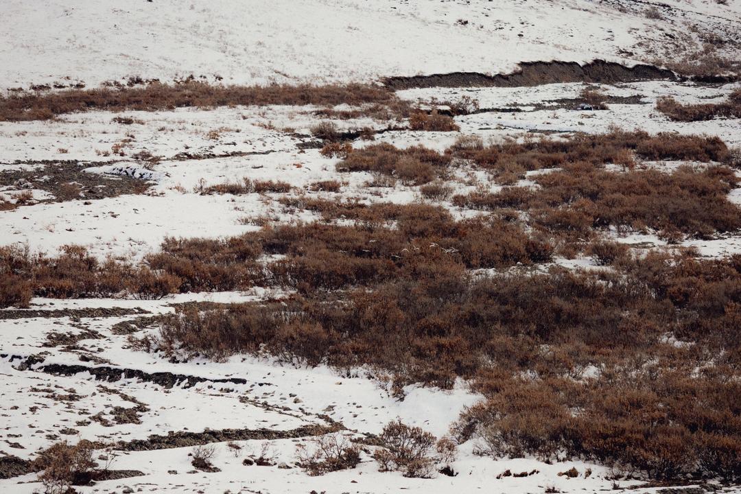Willow Ptarmigan (Lagopus lagopus)