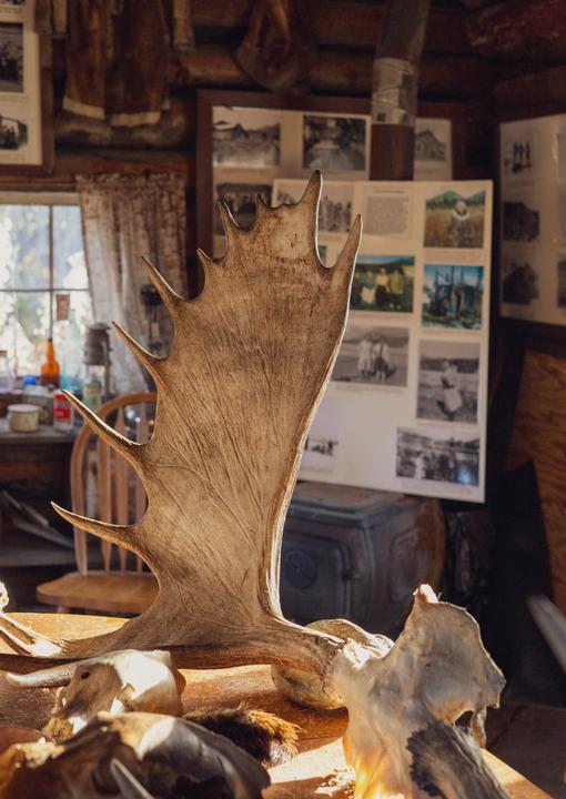 Moose Antlers, Hunted by Local
