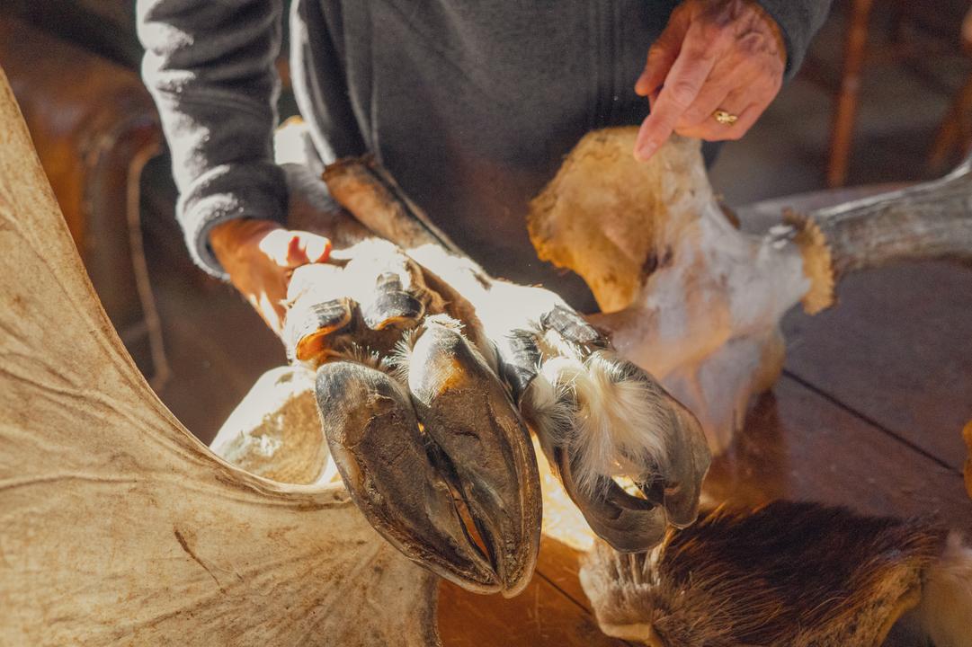 Moose Foot (Left) & Reindeer Foot (Right)