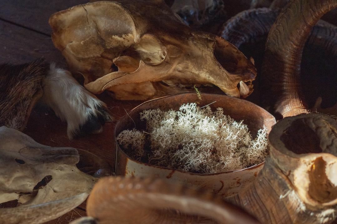 Lichen & Female Grizzly Bear Skull