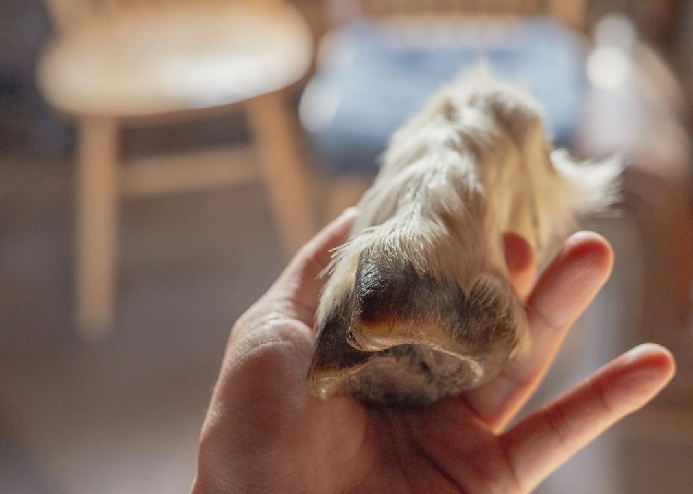Cloven hoof of a Dall Sheep
