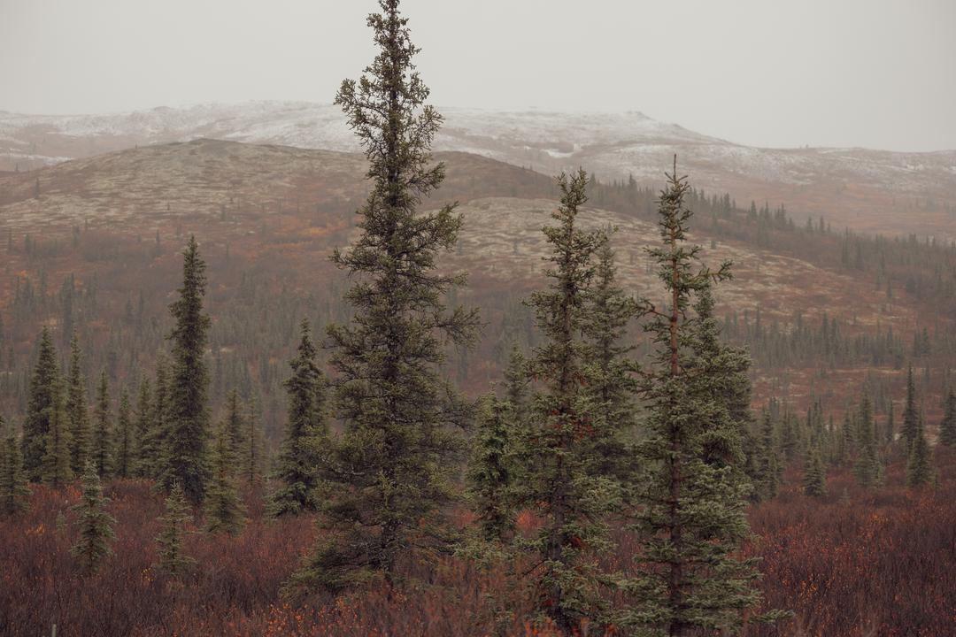 First Snow in 2025 I