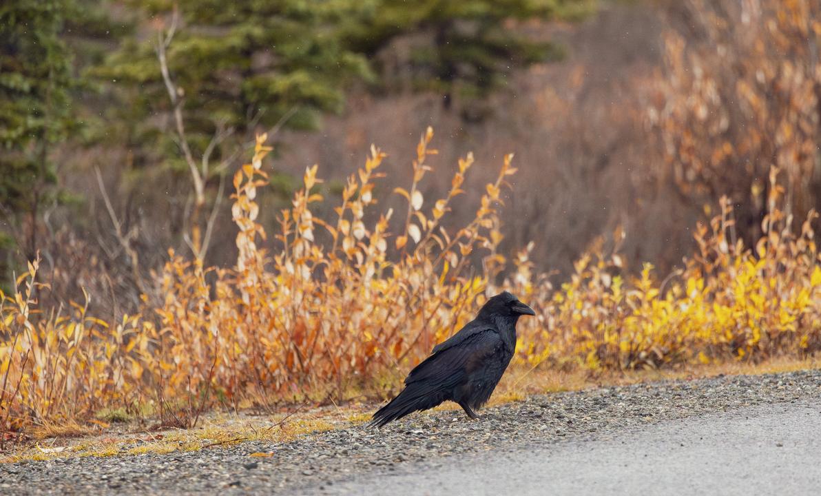 Common Raven (Corvus corax)