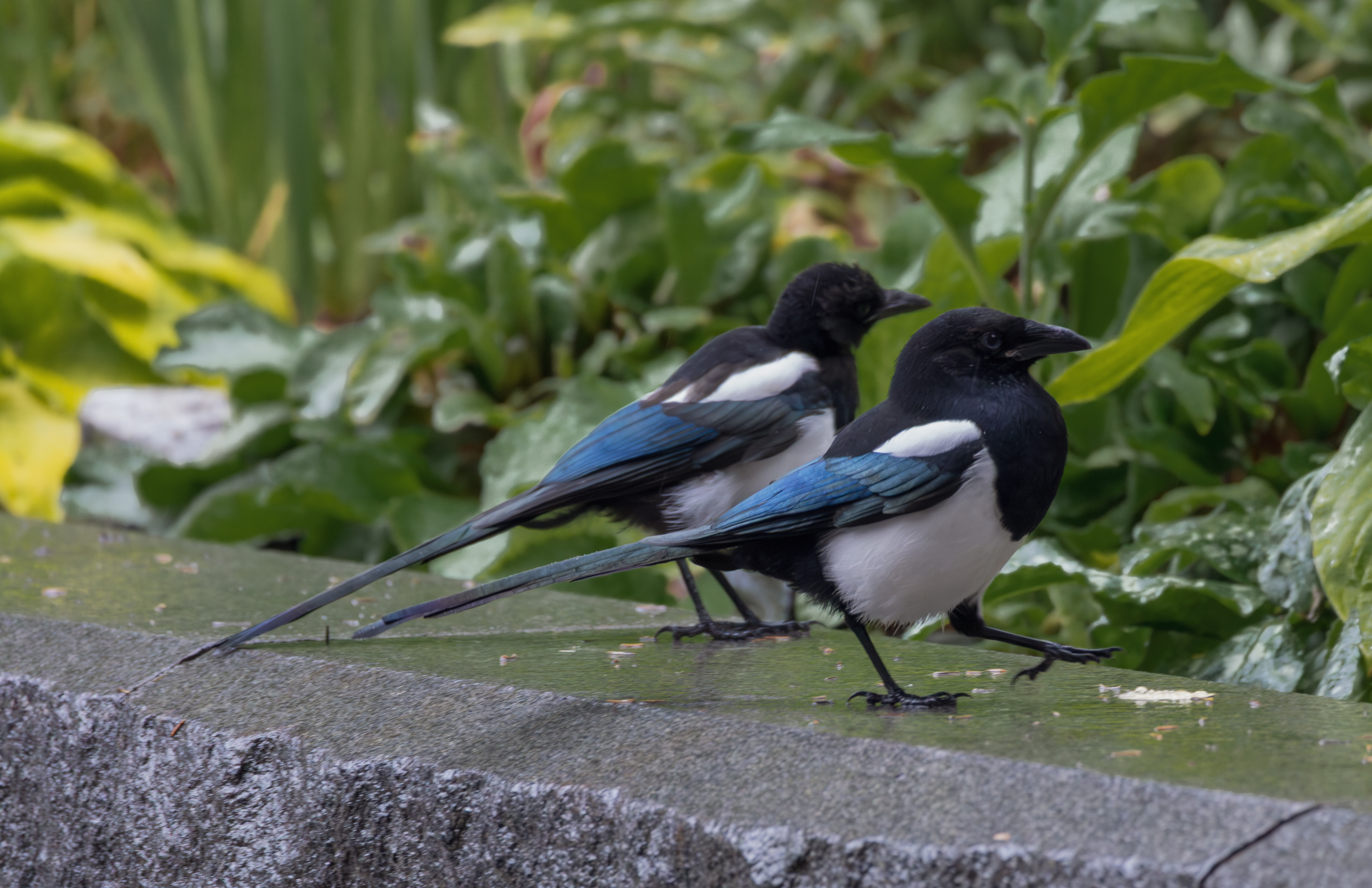 Black-Billed Magpie (Pica hudsonia)