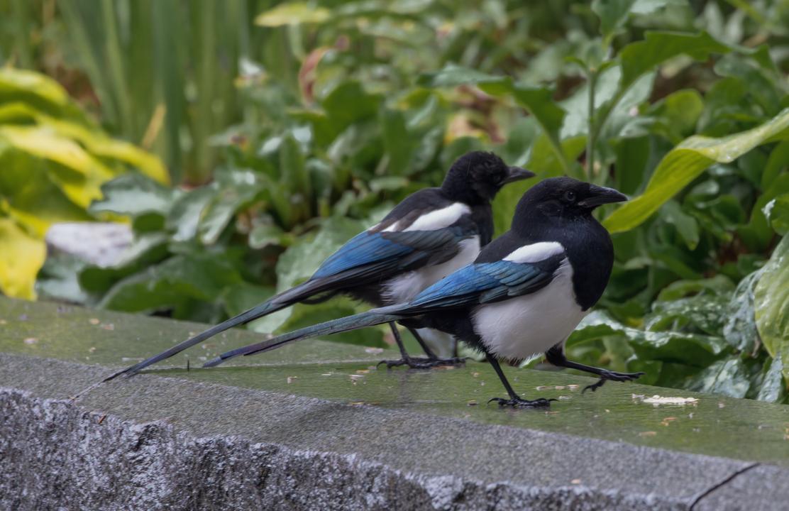 Black-Billed Magpie (Pica hudsonia)