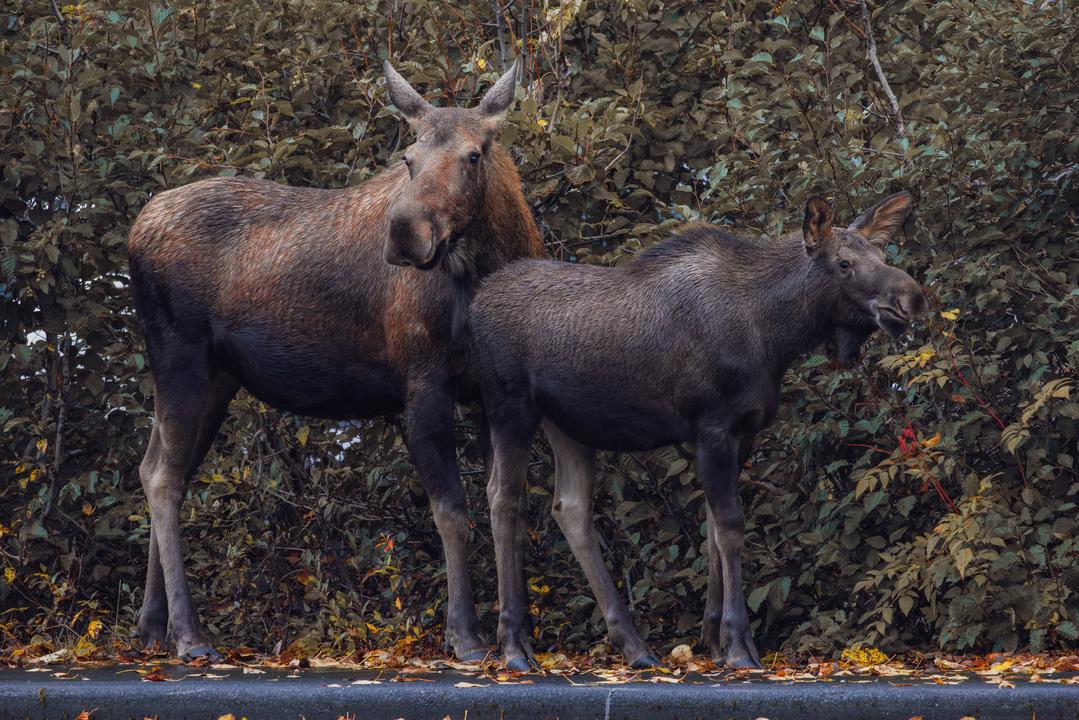 Mother Moose and her Calf