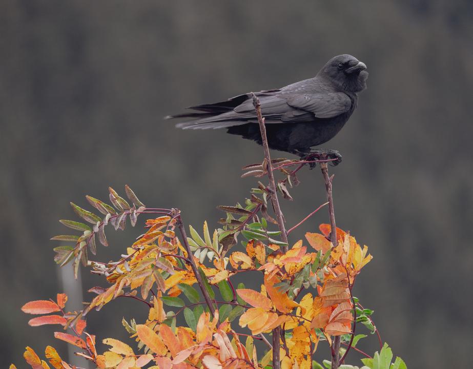 American Crow (Corvus brachyrhynchos)