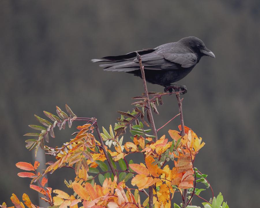 American Crow (Corvus brachyrhynchos)