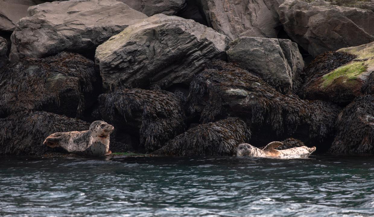 Harbor seals (Phoca vitulina)