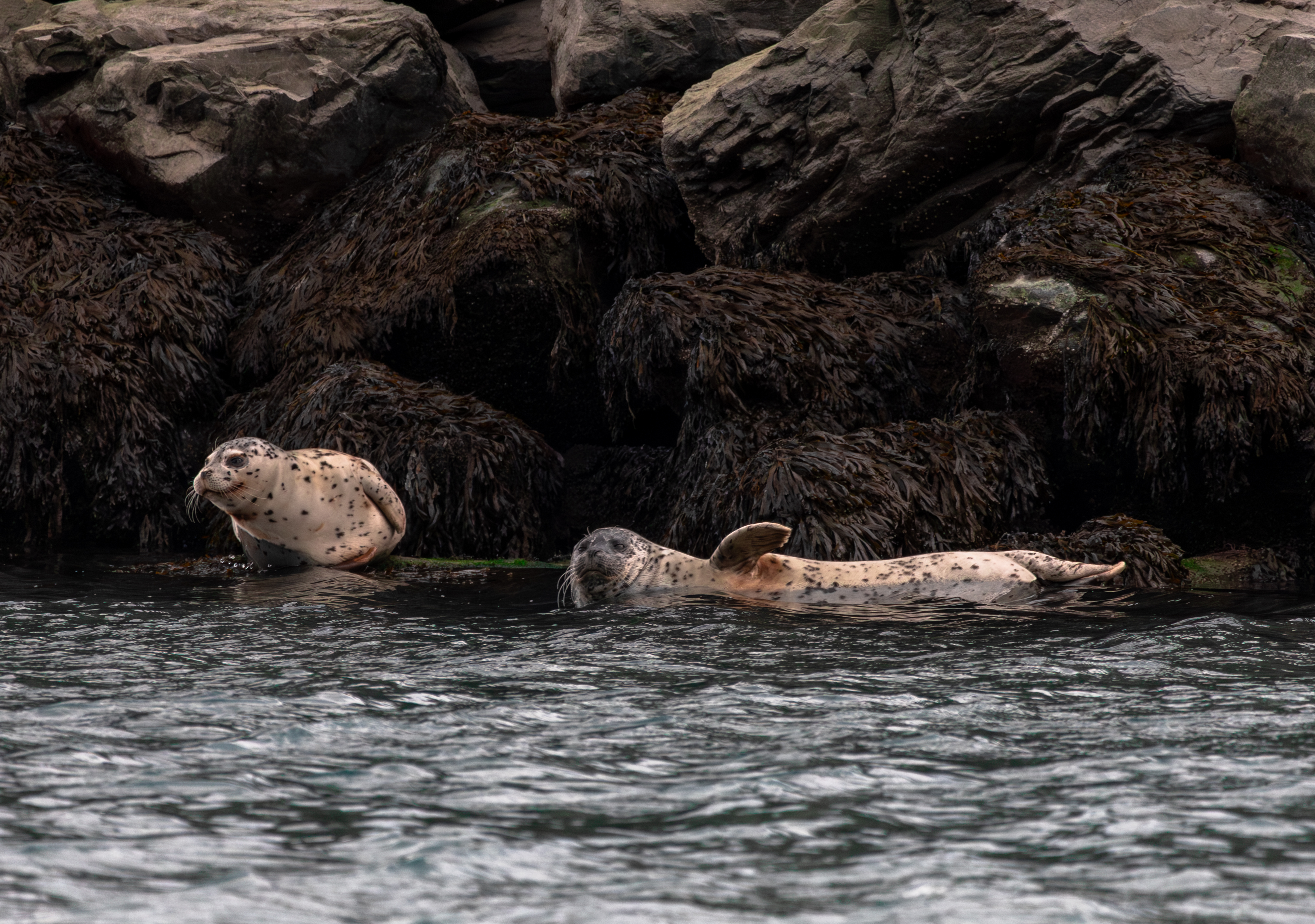 Harbor seals (Phoca vitulina)