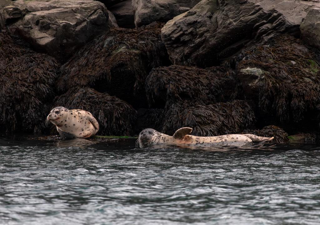 Harbor seals (Phoca vitulina)