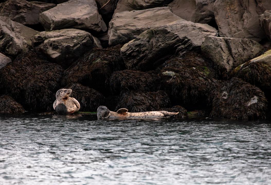 Harbor seals (Phoca vitulina)