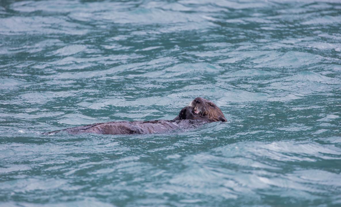 Sea Otters (Enhydra lutris)
