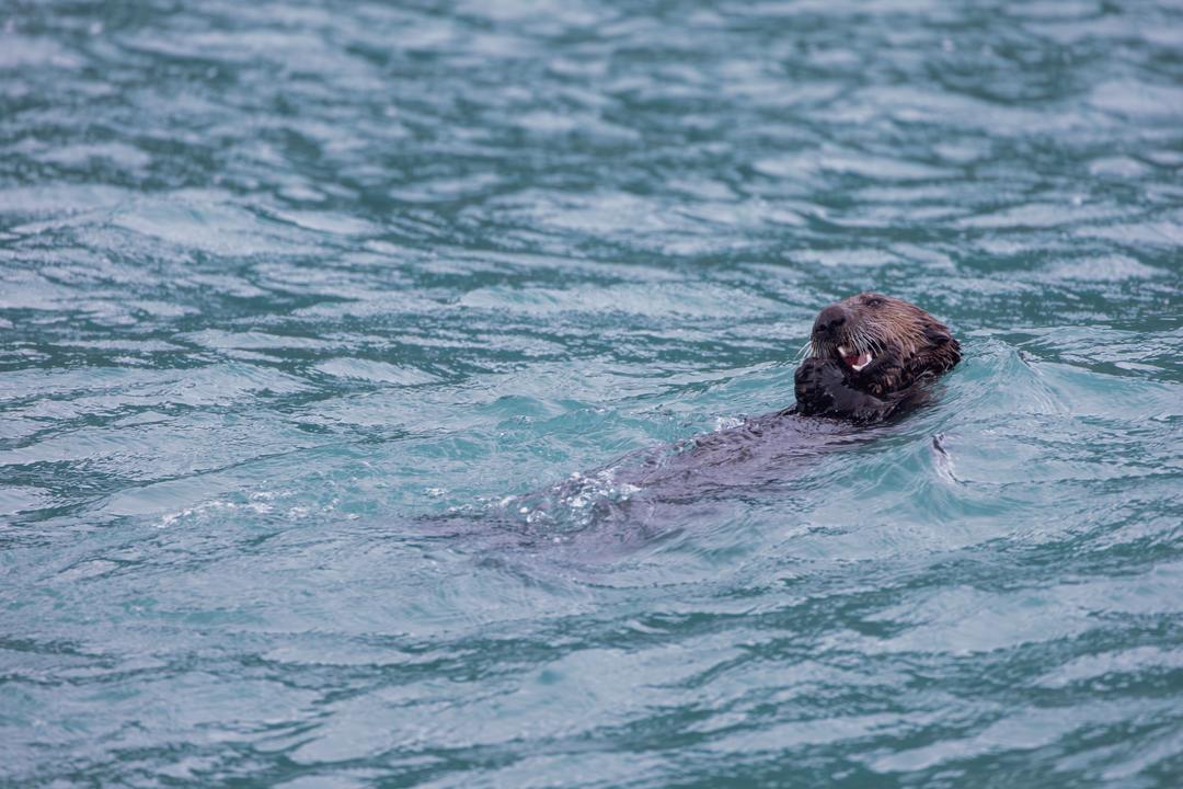Sea Otters (Enhydra lutris)