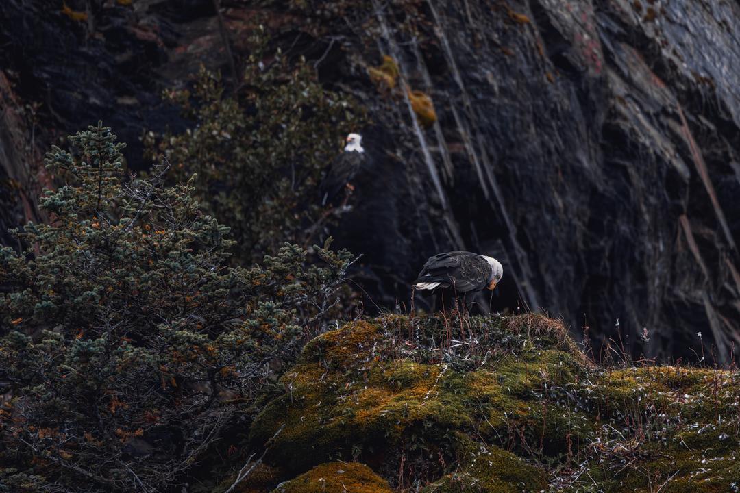 Bald Eagle (Haliaeetus leucocephalus)