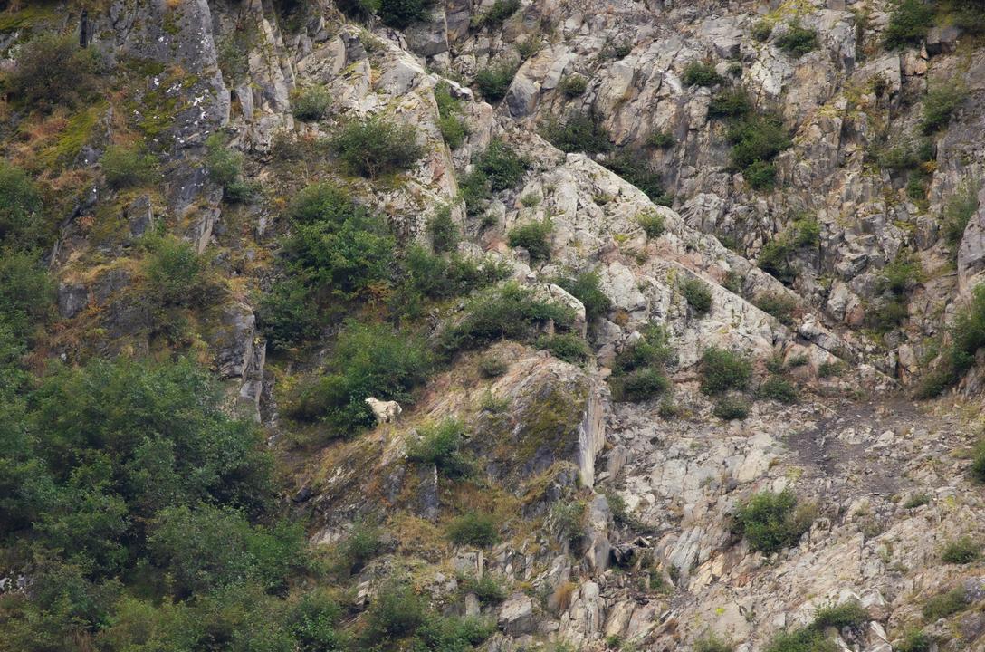 Mountain Goat (Oreamnos americanus)
