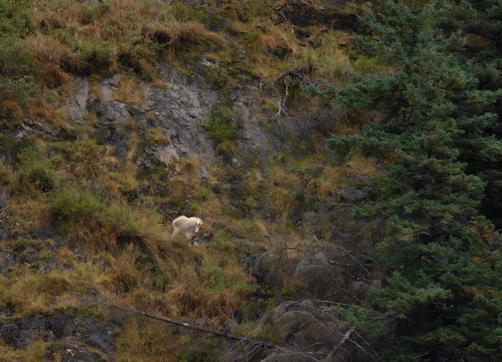 Mountain Goat (Oreamnos americanus)