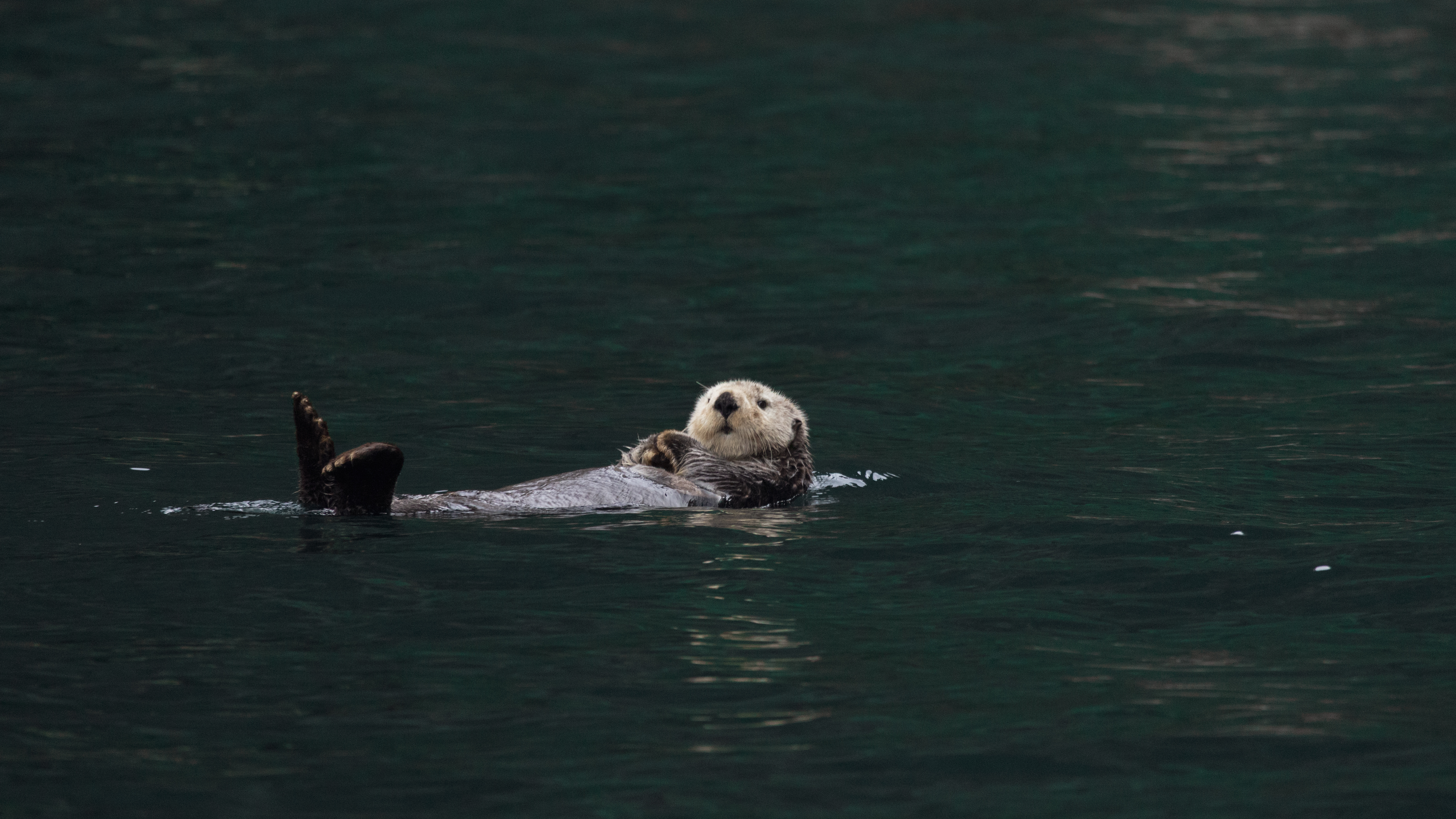 Sea Otters (Enhydra lutris)